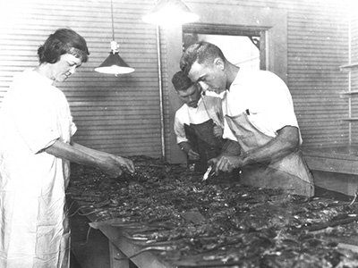 Historic photograph of UTMB personnel examining specimens during the 1920 bubonic plague outbreak in Galveston.