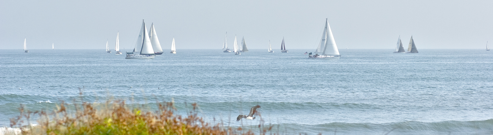 sail boats header