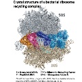 Crystal-structure-of-bateri