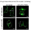 Dopamine-D1-receptor-trafficking