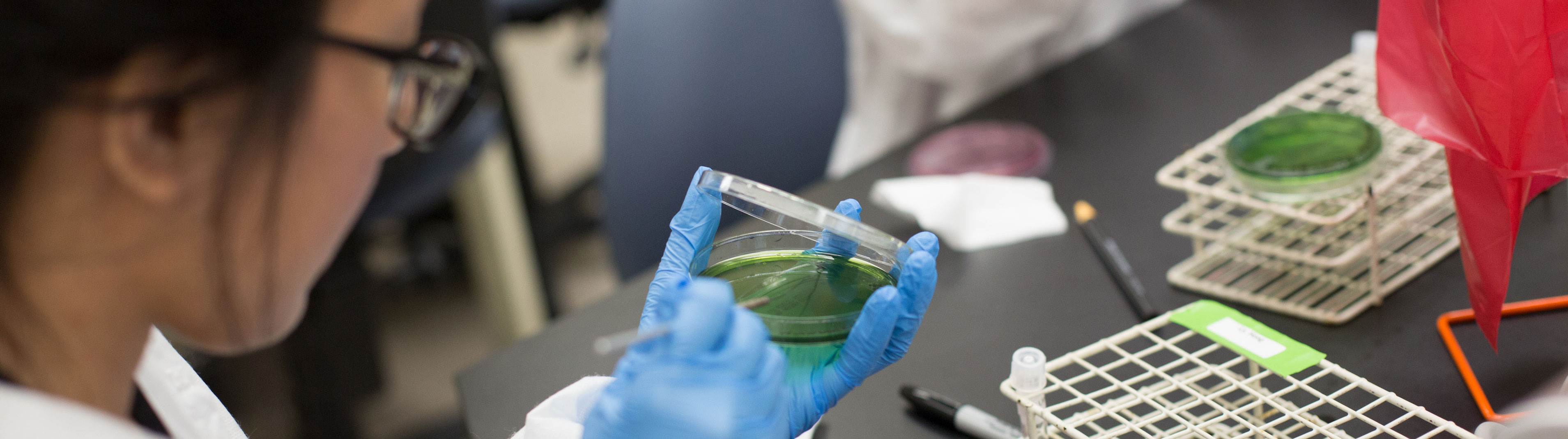 Young woman scrapes inside a colored petri dish.