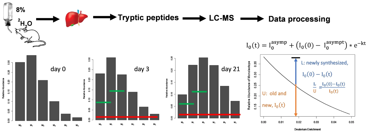 Diagram showing heavy water labeling in mice, liver protein digestion, LC-MS analysis, and kinetic modeling of peptide isotopic enrichment over time.