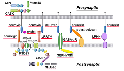 Fig.1 Synaptic interactome centered around neurexin 1alpha. Alpha-neurexin splice forms (blue ovals) interact directly with a number of different synaptic proteins including neuroligins, LRRTMs, neurexophilins, alpha-dystroglycan, and GABAA-receptors, while CASK and SHANK are recruited (directly and indirectly) in the cytosol as well. Alpha-neurexins and many of their partners are implicated in autism spectrum disorder, schizophrenia and mental retardation (underlined in red), and strikingly, these same genes contribute to multiple disorders.