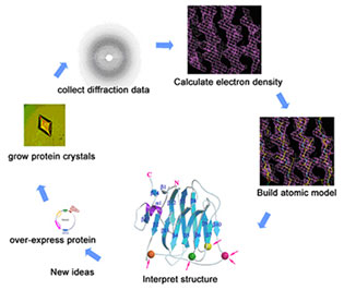 Fig. 2: Understanding how proteins look in three dimensions (their chemical formula) by solving their structure helps us understand how these proteins work at the synapse and carry out their function.