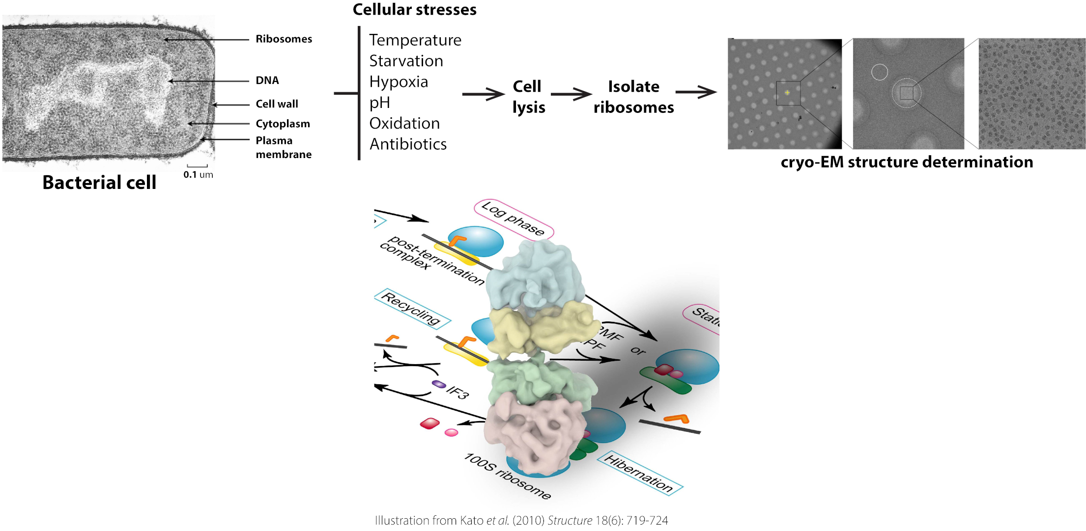 overview_research_gagnon_lab_scsbs