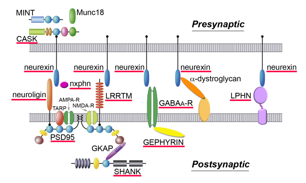 Fig.1 Synaptic interactome centered around neurexin 1α. Alpha-neurexin splice forms (blue ovals) interact directly with a number of different synaptic proteins including neuroligins, LRRTMs, neurexophilins, alpha-dystroglycan, and GABAA-receptors, while CASK and SHANK are recruited (directly and indirectly) in the cytosol as well. Alpha-neurexins and many of their partners are implicated in autism spectrum disorder, schizophrenia and mental retardation (underlined in red), and strikingly, these same genes contribute to multiple disorders. 