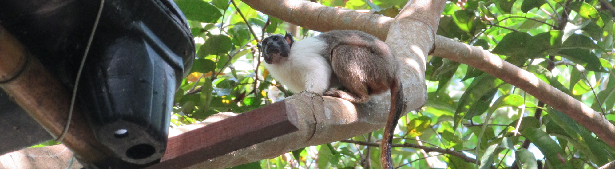 Monkey eyeing sampling platform