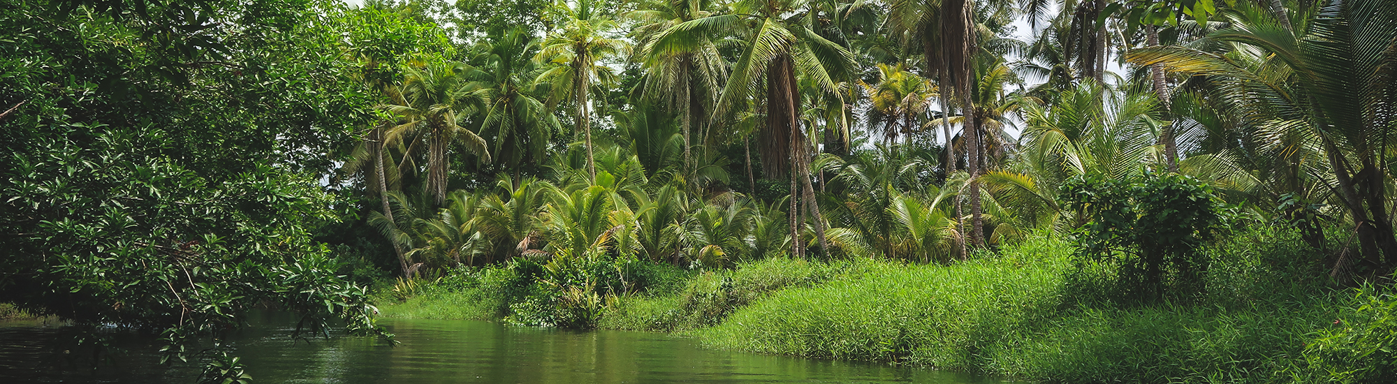 Pantanal - tick collection 2_banner