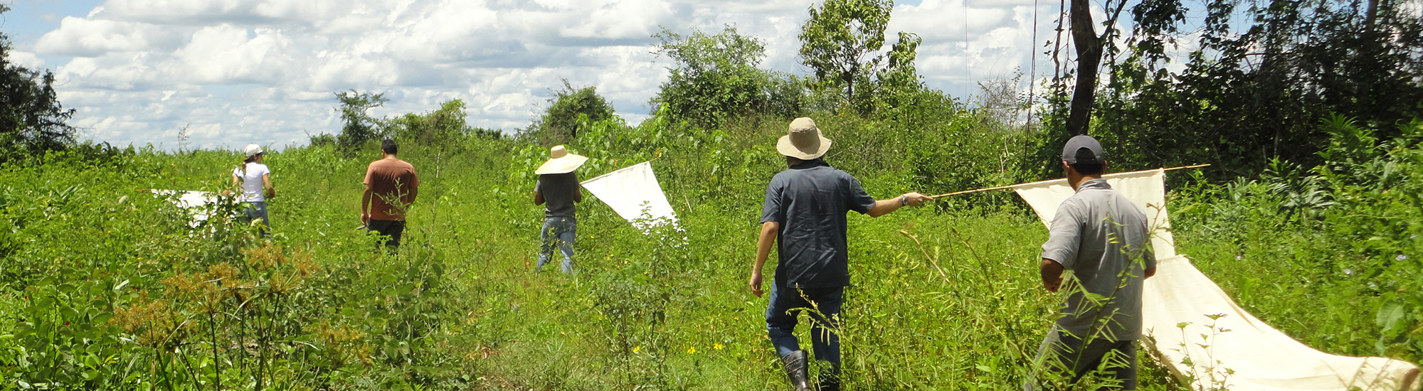 Pantanal - tick collection 2_banner